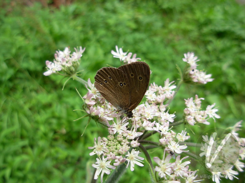 Brauner Waldvogel: Übersicht